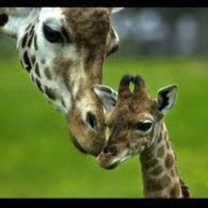 Meet your Posher, Melody